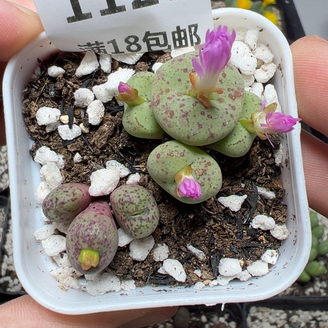 【闪购商品】1123……