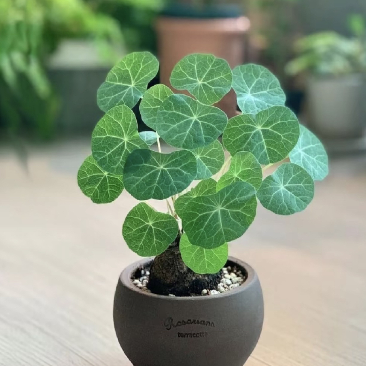 红藤山乌龟盆栽绿植室内外客厅办公室生长好选择