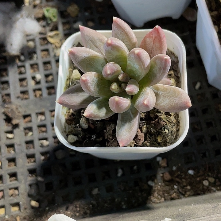 水晶蟹抓2.3带盆