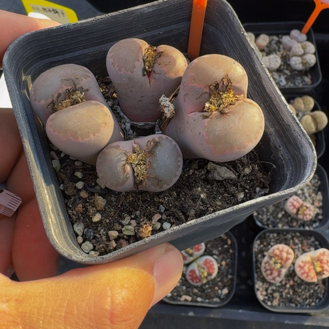 818 生石花大群生一物一拍