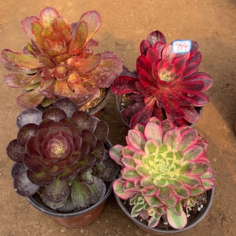 794多肉植物组合