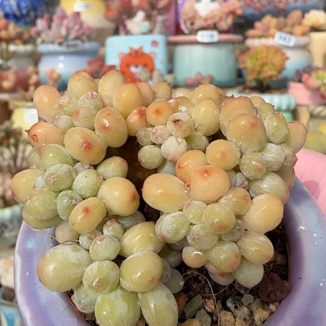 贵货 苹果奶缀化