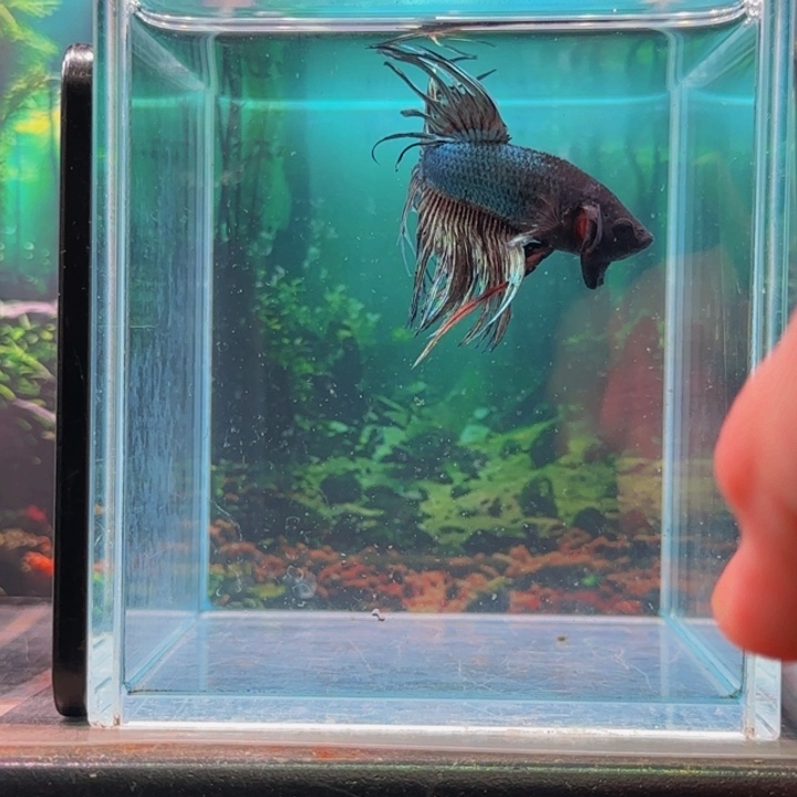 斗鱼我们是个有梦想吧