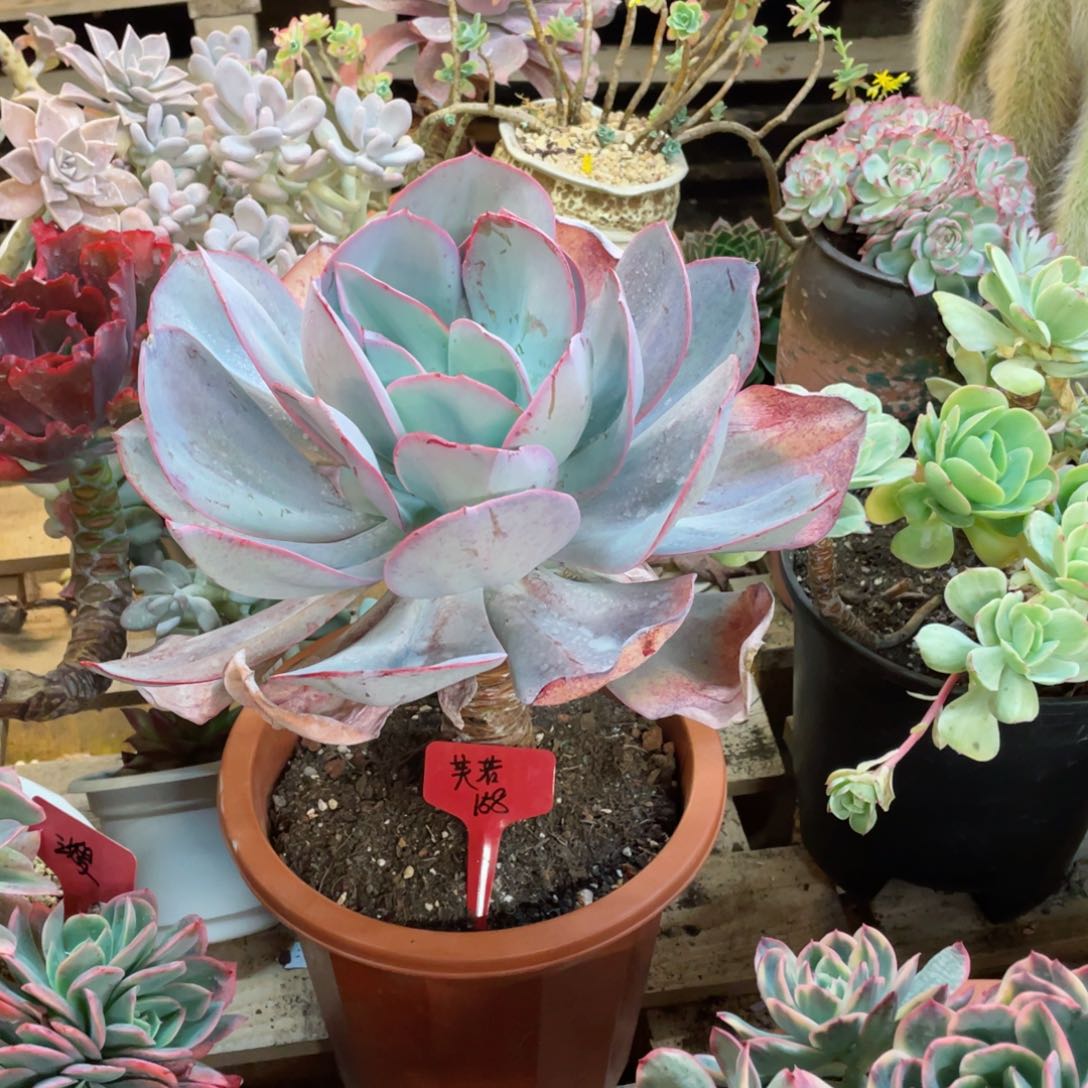 芙若，布鲁克林的蓝