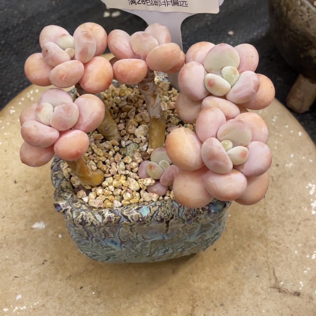 以***北弥鹿之森一物一拍