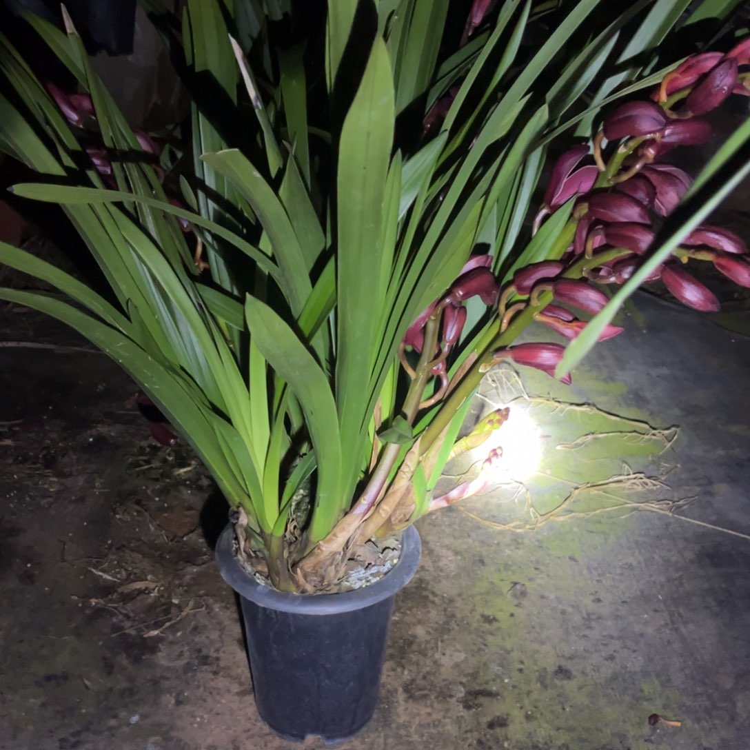 完全开放大红袍5支花