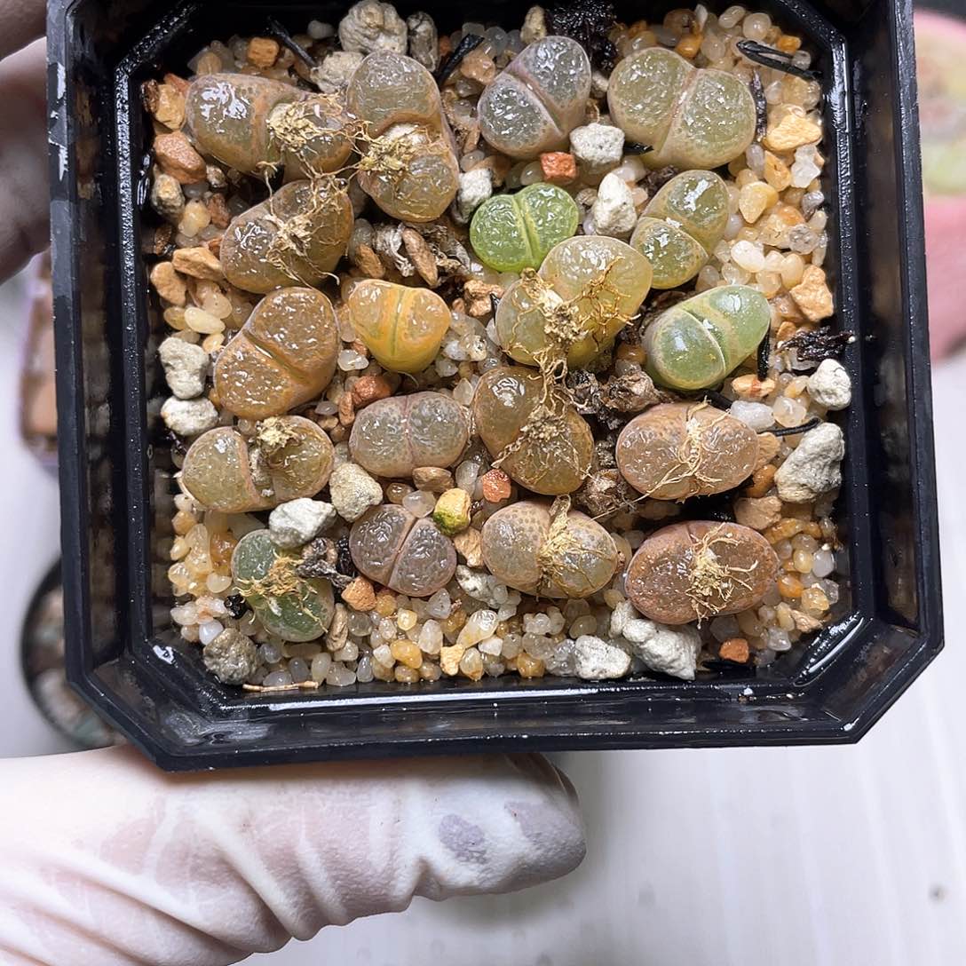 91号 带盆土发货