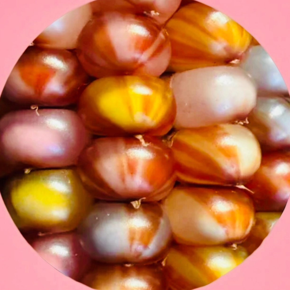 【东海直播间】小玉米一物一拍