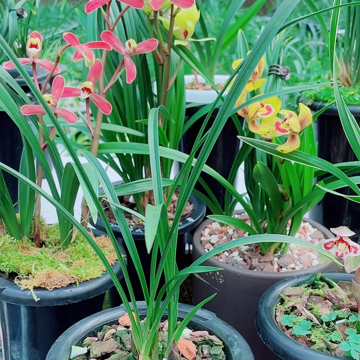 ****檬完全开放一物一漂亮