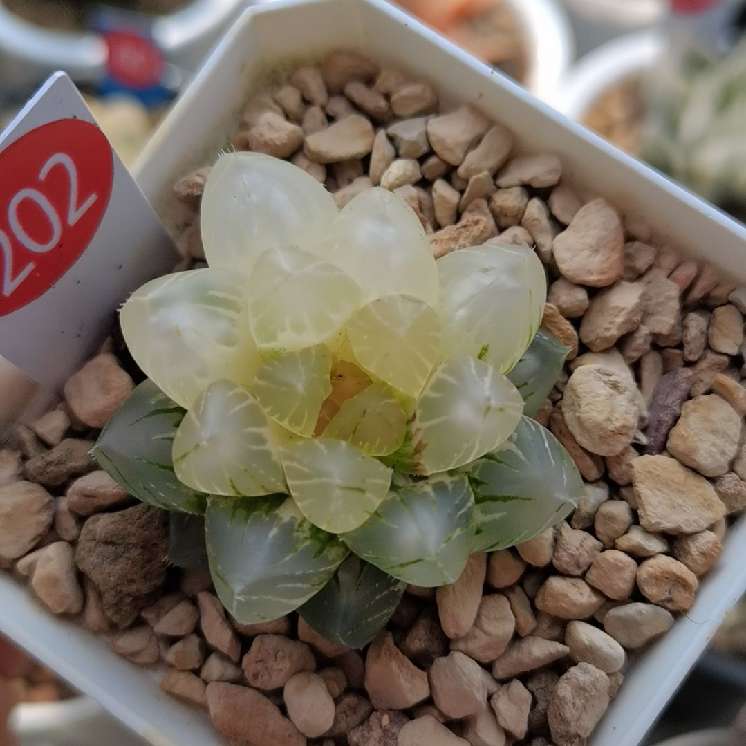 202号OM玉露锦一物一拍带盆土发货