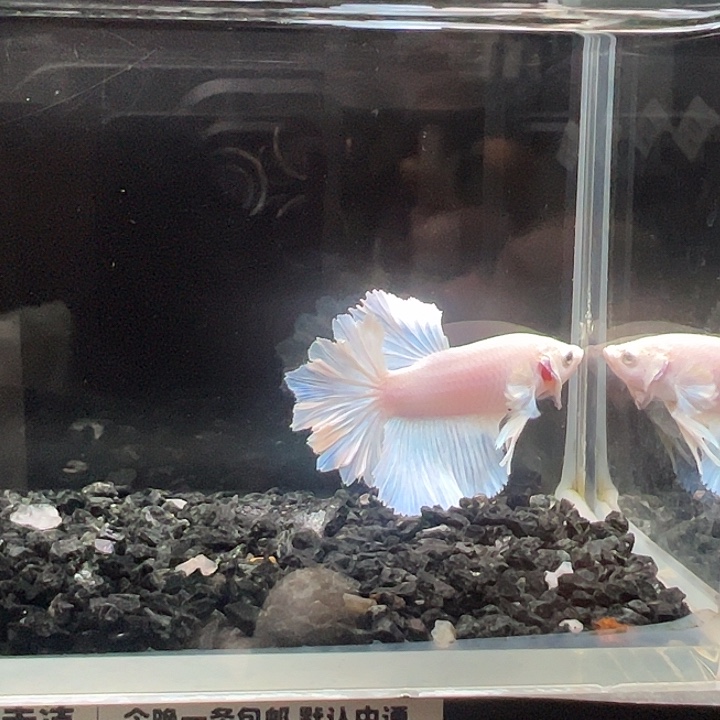 斗鱼竞拍跑单拉黑29日32