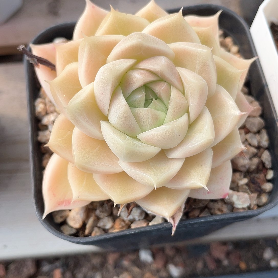 五**咪优选麦秆福利827