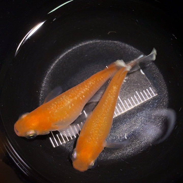 青鳉鱼一物一拍372
