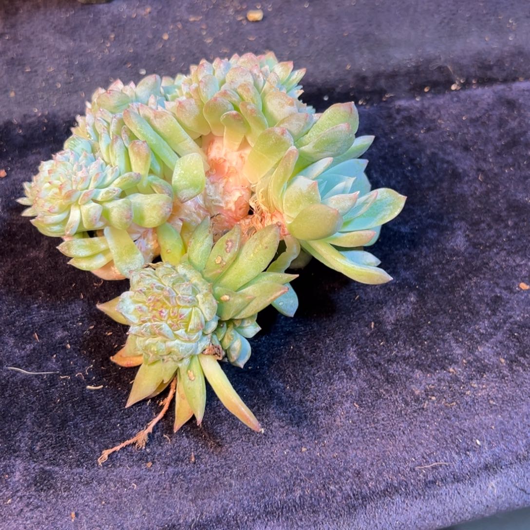 新年快乐。新年快乐  