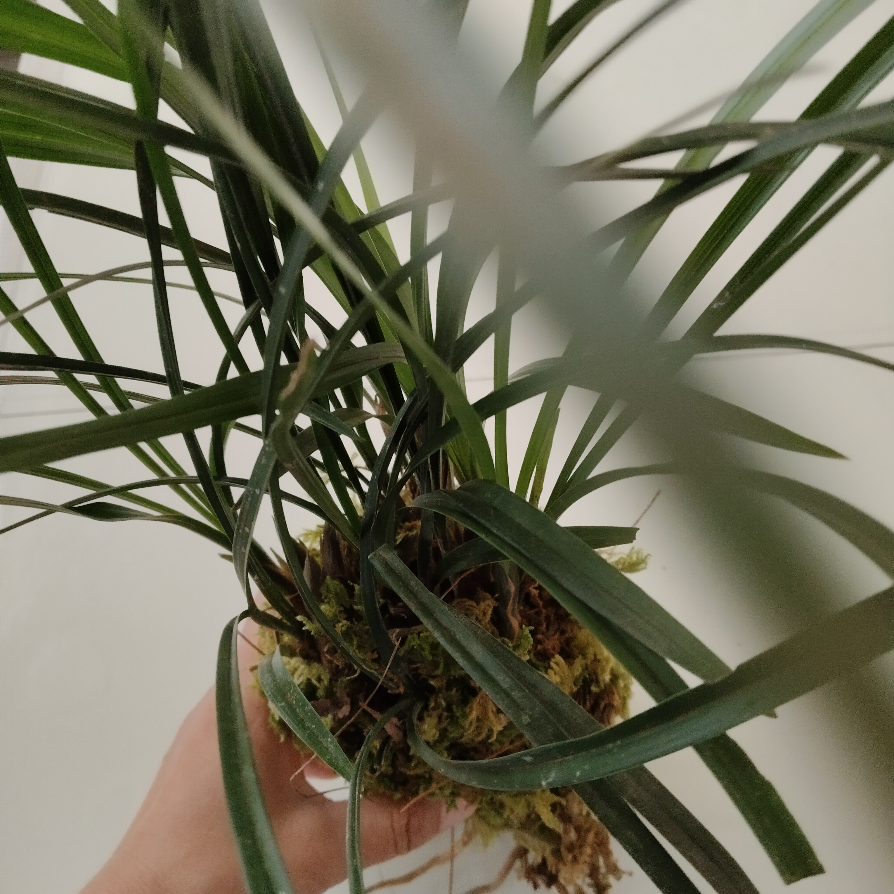 云南大山下山小草草