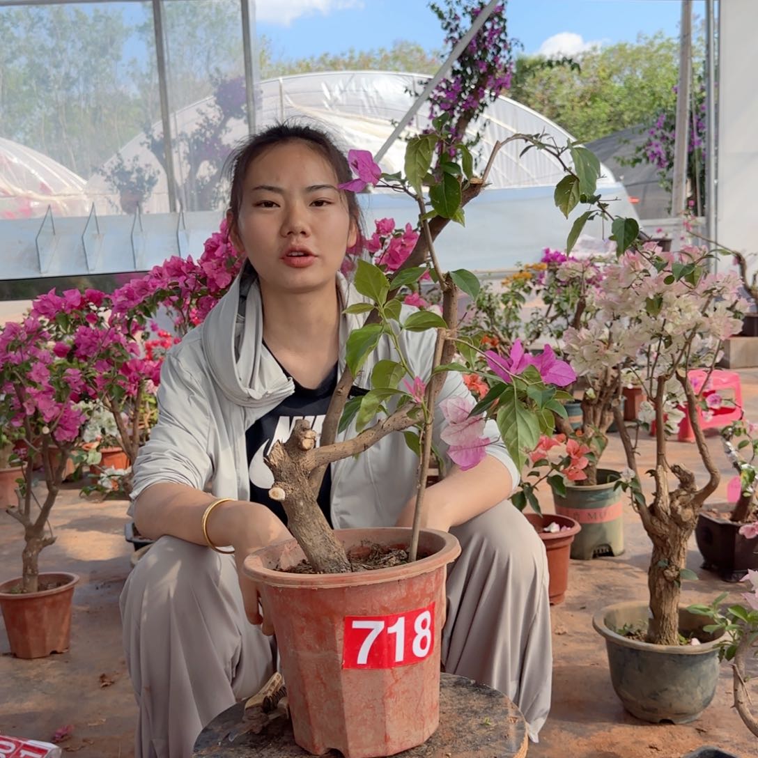 大部分花苞少量开放