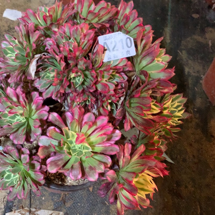 210多肉植物歪的