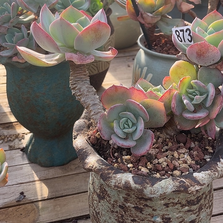 可***琴873正宫红血凤脱土发货不退不换