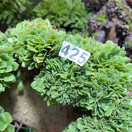 花***酱多肉植物一个有伤425