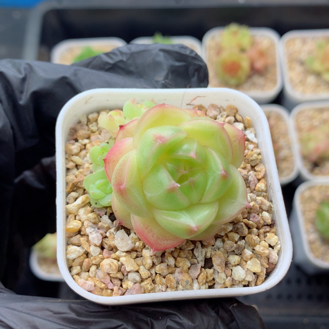 58包邮  群生不包整麦秆28