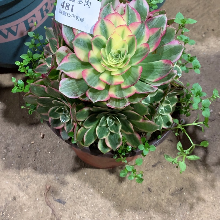 481海仙多肉植物特价