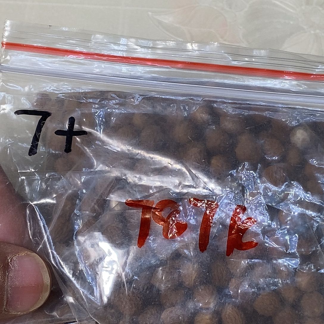 讲***李凤眼菩提吊坠7➕散籽