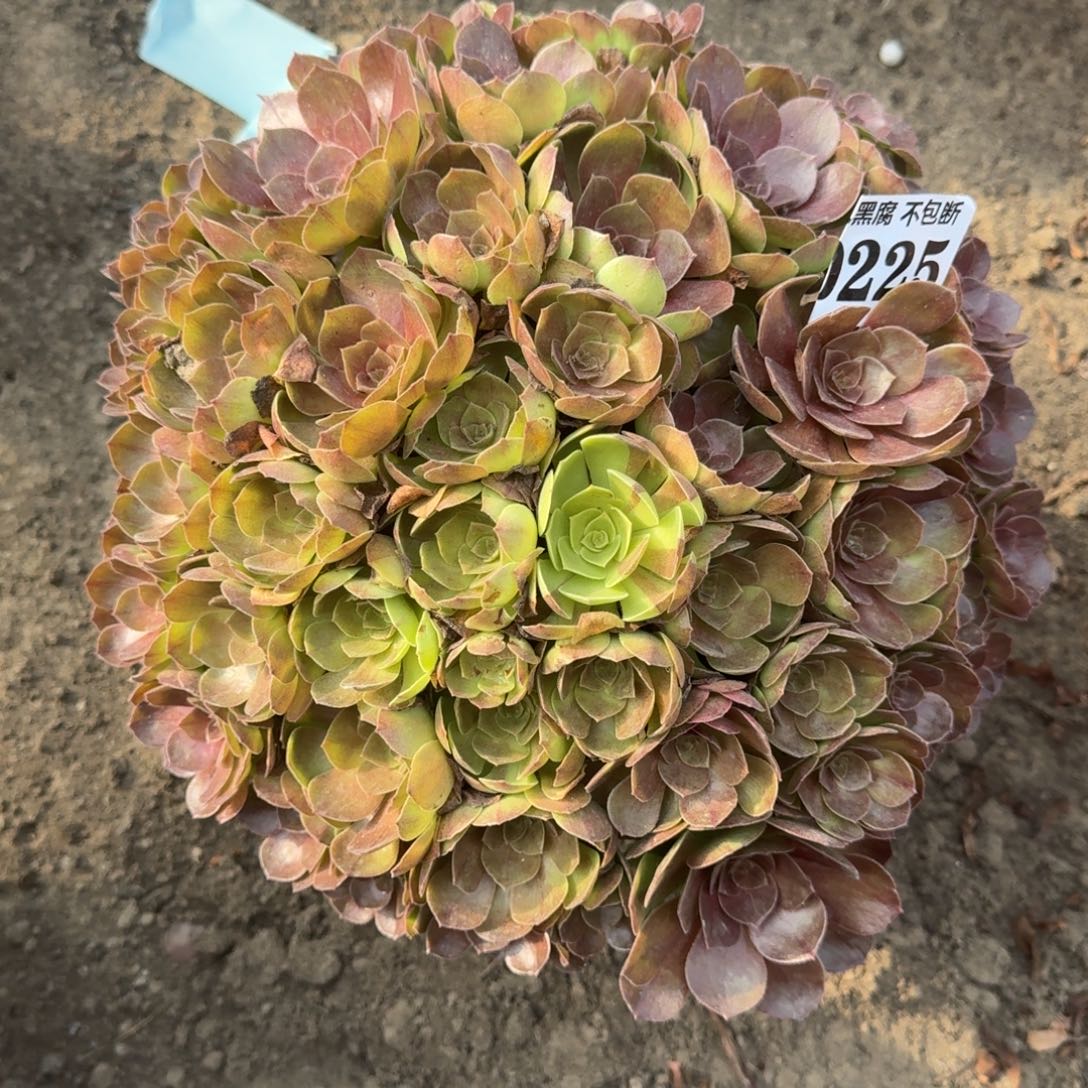 16-26法师万包子0225