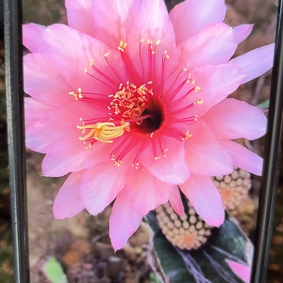 艾维他金妞10公分侧牙20包邮仙人球6