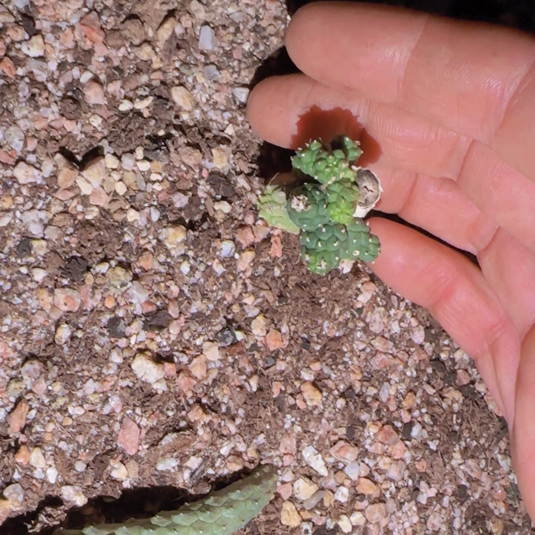 G块根植物块根植物块根植物