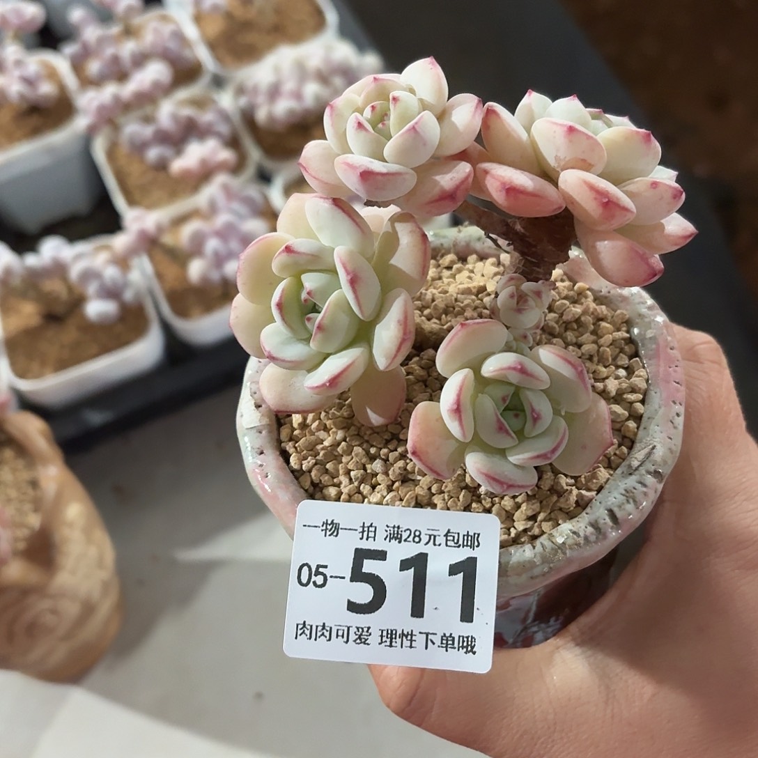 白底香草无盆土发货