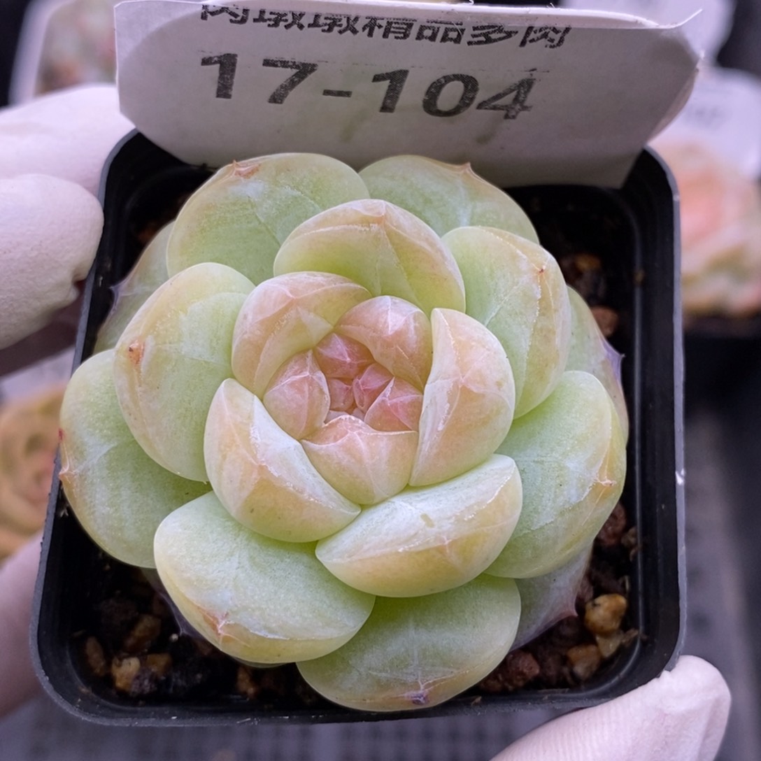 【闪购商品】17-104