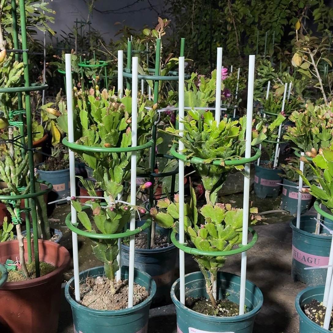 无花朵红色黄色两层两色冷艳