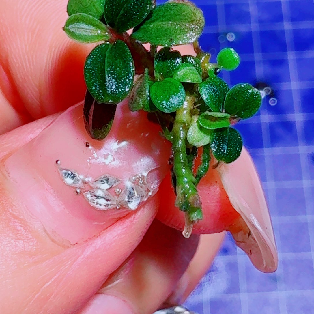 无花朵3福利价一份植物