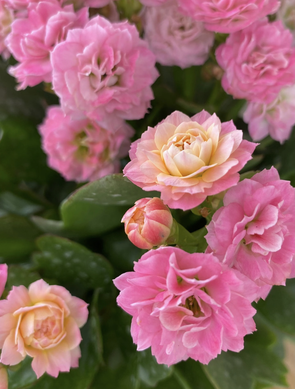 【夏荷】130盆重瓣长寿花