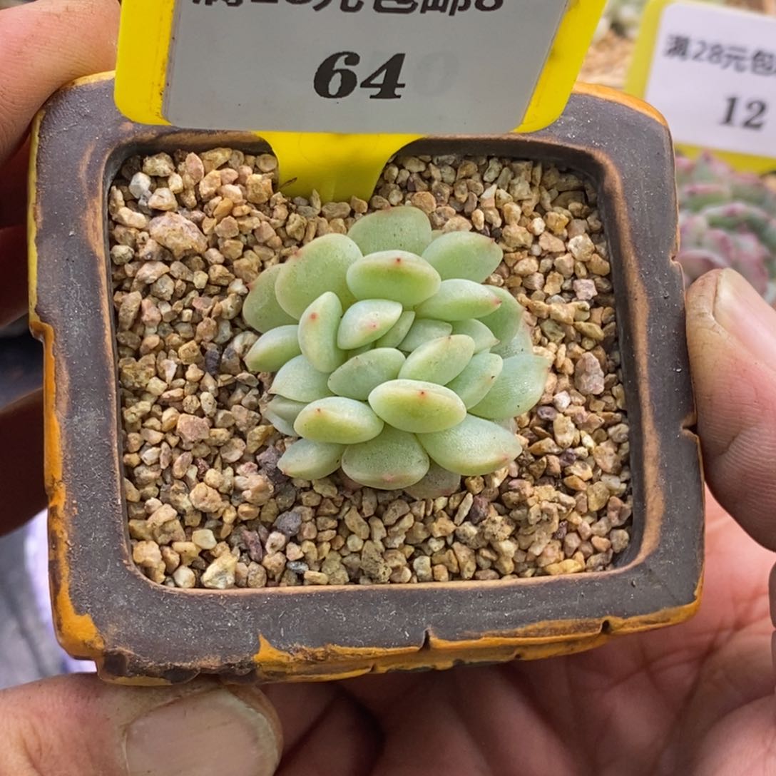 864红恋缀多肉植物