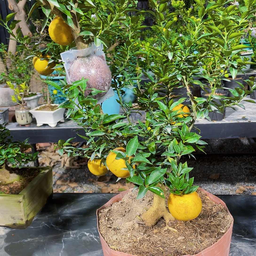 完全开放先****了八房柑