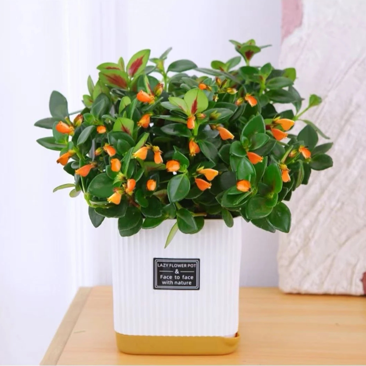 【补贴价】金鱼吊兰盆栽花卉植物室花办公室客厅阳台桌面四季开花