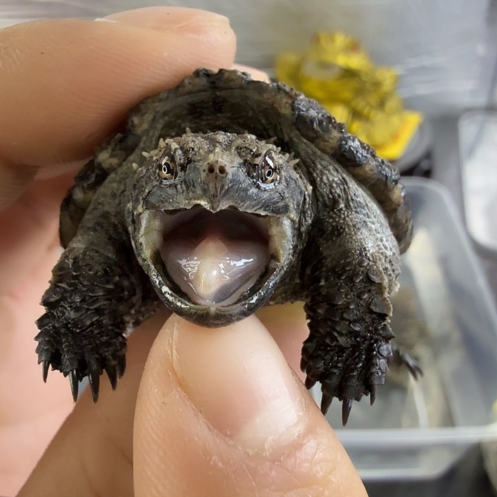 小鳄龟不分公母蛤蟆脸，大宽头小翘鼻中上等头刺小亚成黑佛