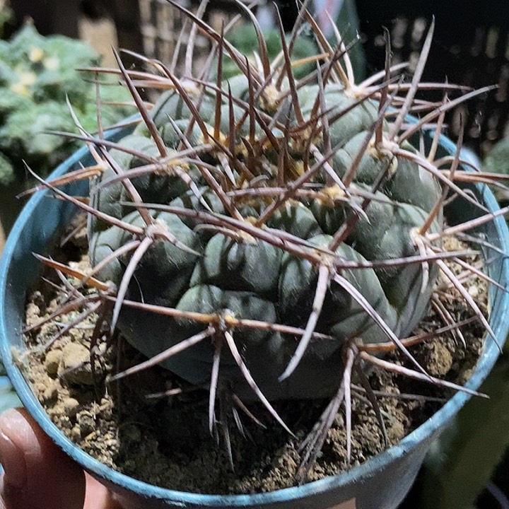 无花朵福利自根狂刺魔天龙374