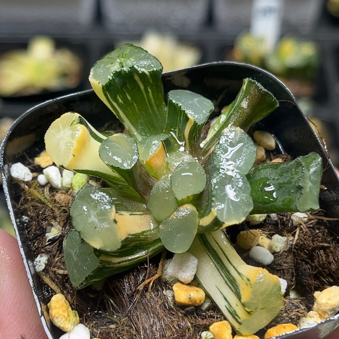 290缀化玉龙万象锦