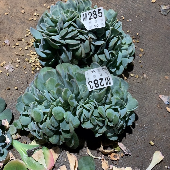 萃***园布鲁兰缀化 一物一拍 玻璃心勿扰