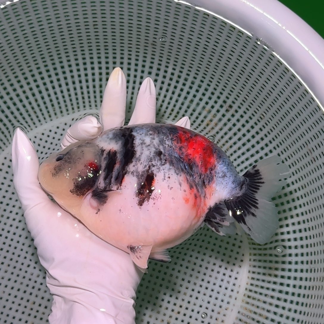 金鱼类不分公母17