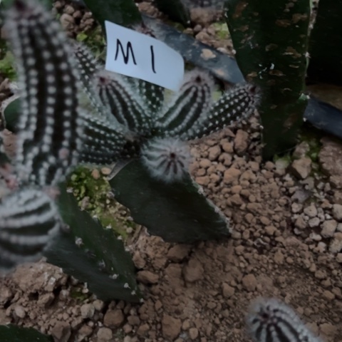 M1嫁接猪毛柱裸根发货30