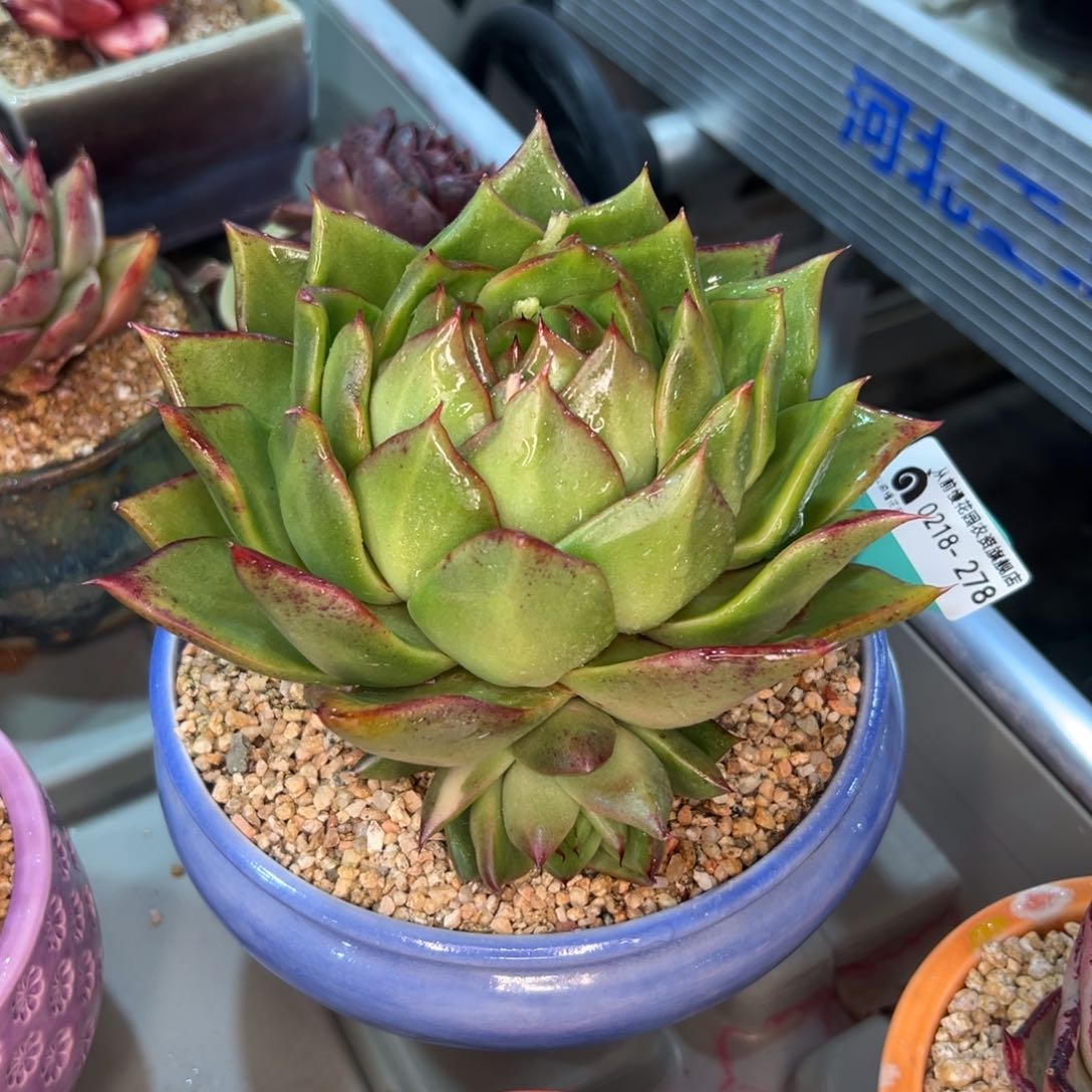 多肉一物一拍0218-278