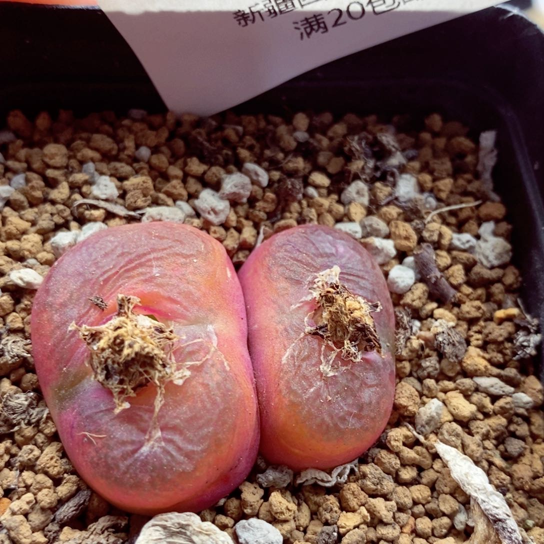 我是一只小小鸟地域鬼的056