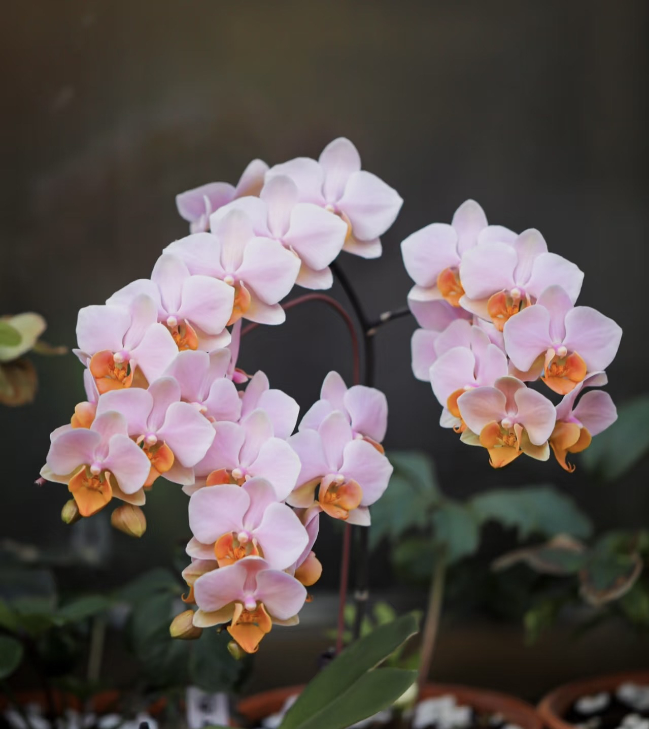 图尔坎蝴蝶兰3.5成熟苗不带花室内盆栽植物花期长基地直发