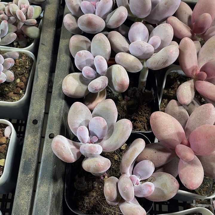 双头桃美人带盆土发