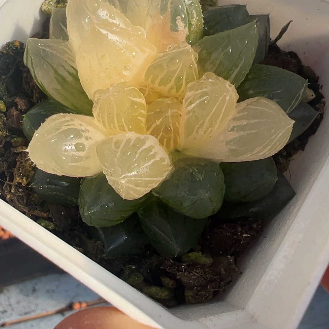 玉露锦，高锦好看好看