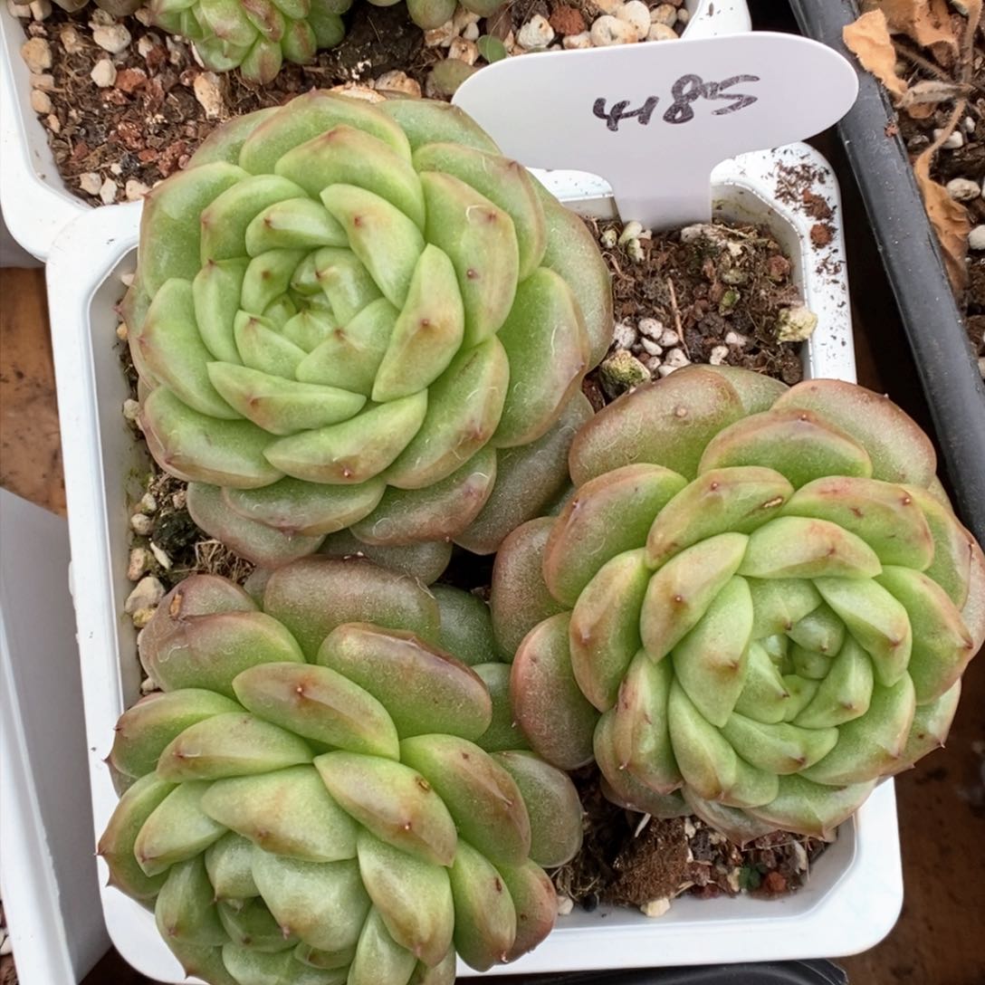 灯泡珍妮群生4185号