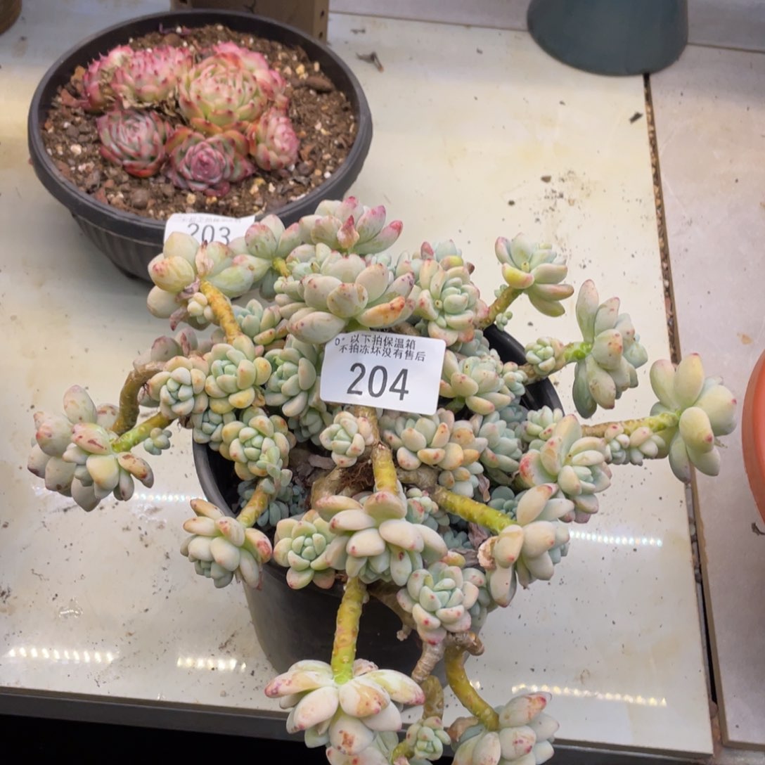 黑大帅多肉204劳尔